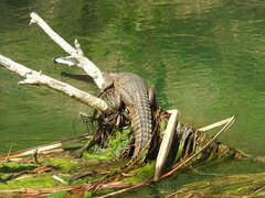 Crocodylus johnstoni