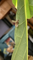 Entomophthora