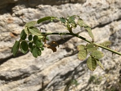 Rosa rubiginosa