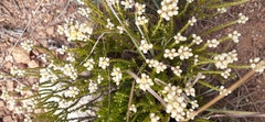 Erica formosa