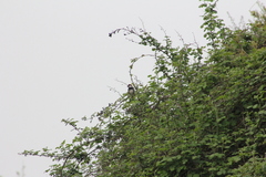 Passer hispaniolensis