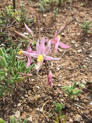 Cyanella lutea rosea