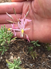Cyanella lutea rosea