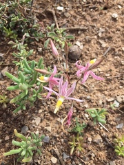 Cyanella lutea rosea