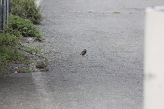 Passer hispaniolensis