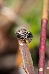 Maratus pavonis