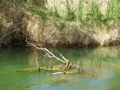 Crocodylus johnstoni