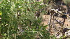 Galium tomentosum
