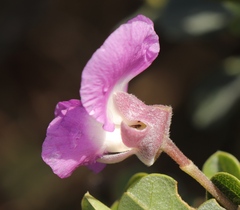 Podalyria calyptrata