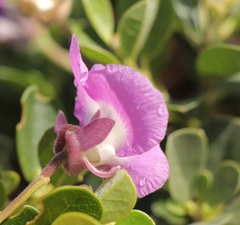 Podalyria calyptrata