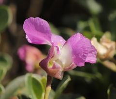 Podalyria calyptrata