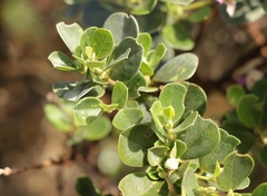 Podalyria calyptrata