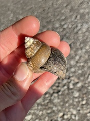 Cipangopaludina chinensis