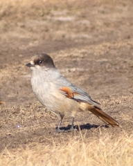 Perisoreus infaustus