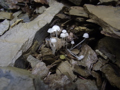 Hemimycena lactea