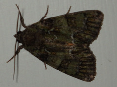 Polyphaenis sericata