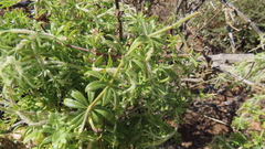 Galium tomentosum