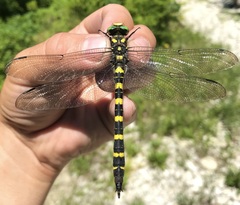 Cordulegaster picta