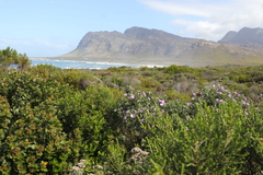 Podalyria calyptrata