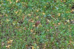 Ixobrychus cinnamomeus