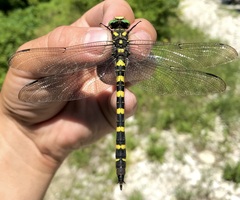 Cordulegaster picta