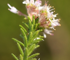 Agathosma ciliaris