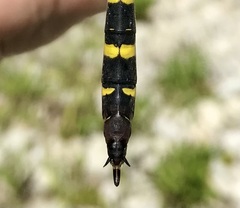 Cordulegaster picta