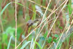 Prinia flaviventris