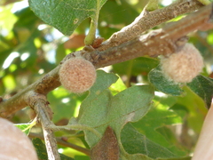 Burnettweldia washingtonensis