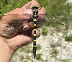 Cordulegaster picta