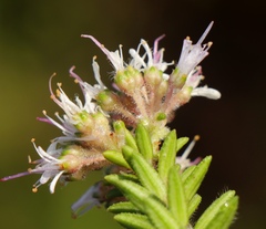 Agathosma ciliaris