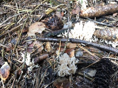 Clavulina coralloides