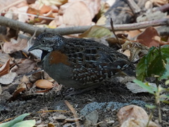 Turnix nigricollis
