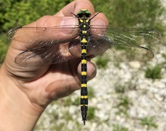 Cordulegaster picta