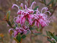 Grevillea sericea