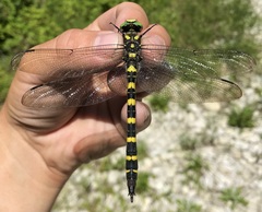 Cordulegaster picta