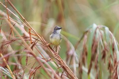 Prinia flaviventris