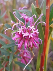 Grevillea sericea