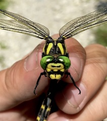 Cordulegaster picta
