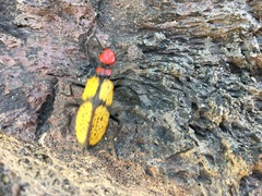Tegrodera aloga