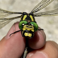 Cordulegaster picta