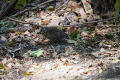 Turnix nigricollis