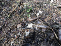 Clavulina coralloides