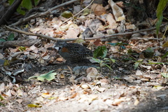 Turnix nigricollis