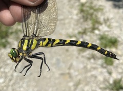 Cordulegaster picta