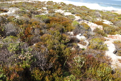 Agathosma ciliaris