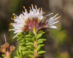 Agathosma ciliaris