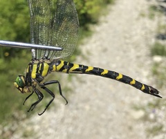 Cordulegaster picta