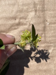 Passiflora suberosa litoralis