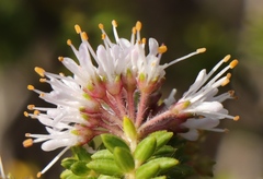 Agathosma ciliaris